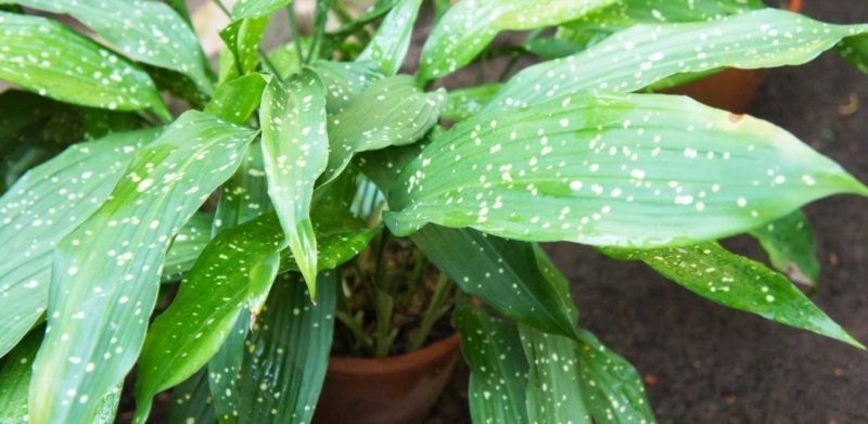 Indoor green plants