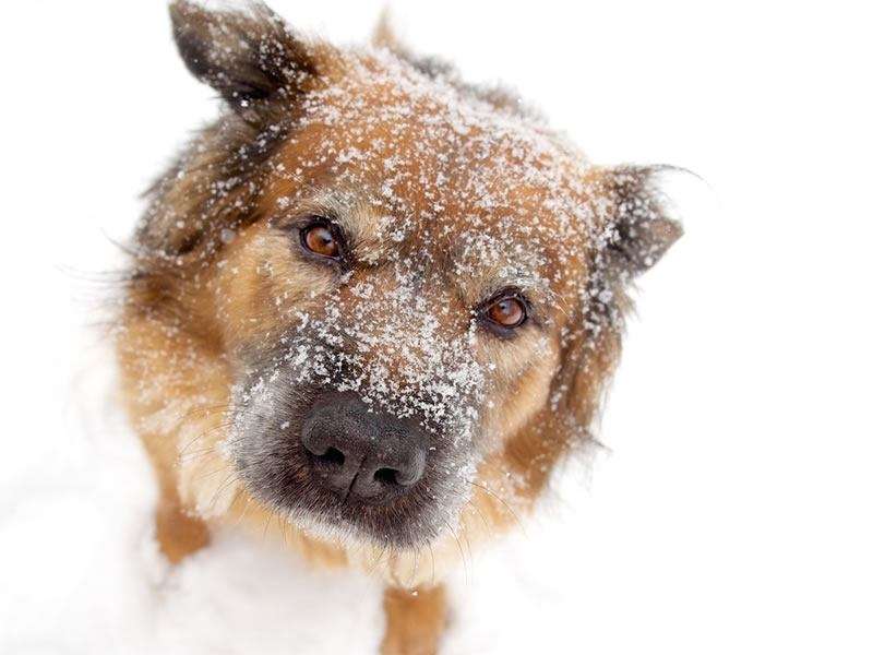 Quelques astuces pour protéger son chien du froid