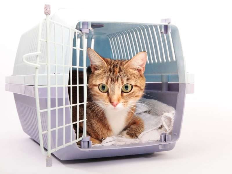 Tips to take your cat to the vet