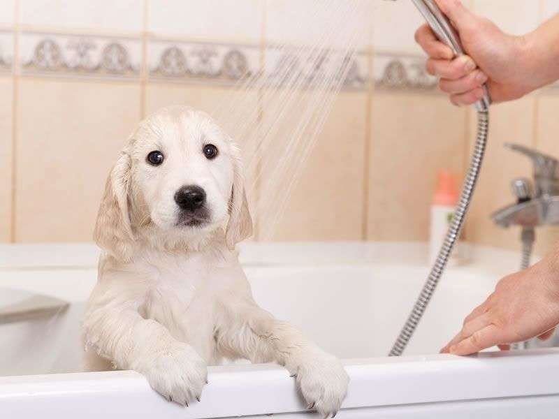 7 trucs pour donner le bain à votre chien