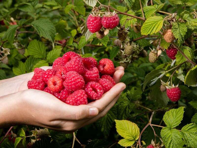 Himbeeren