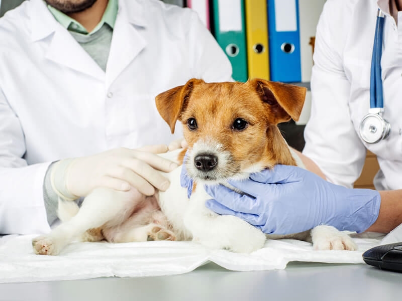 chien calme vétérinaire