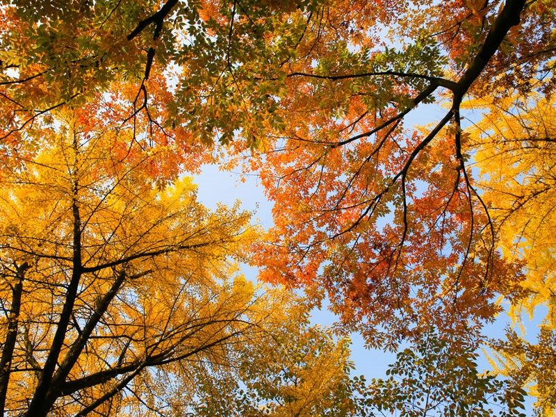 Garten im November