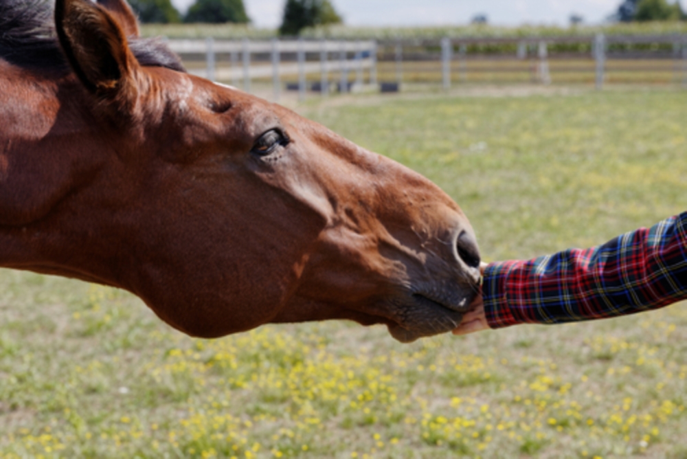 Paddocks