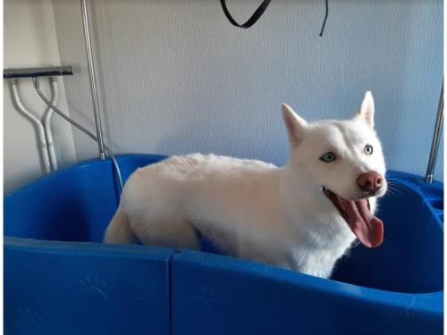 Bain pour chien