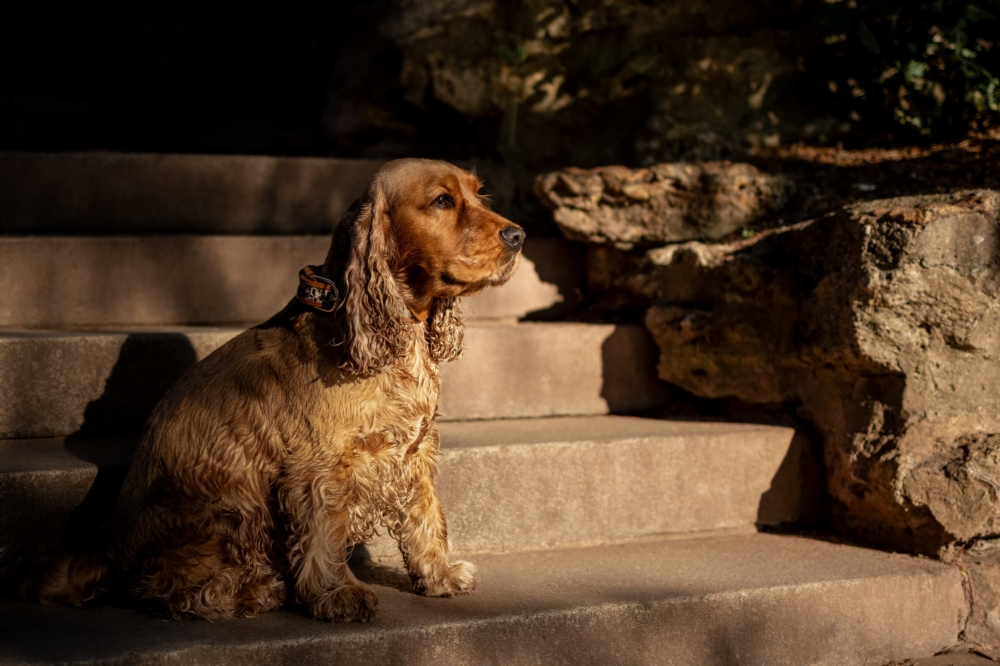 Capturer de jolis souvenirs de votre animal