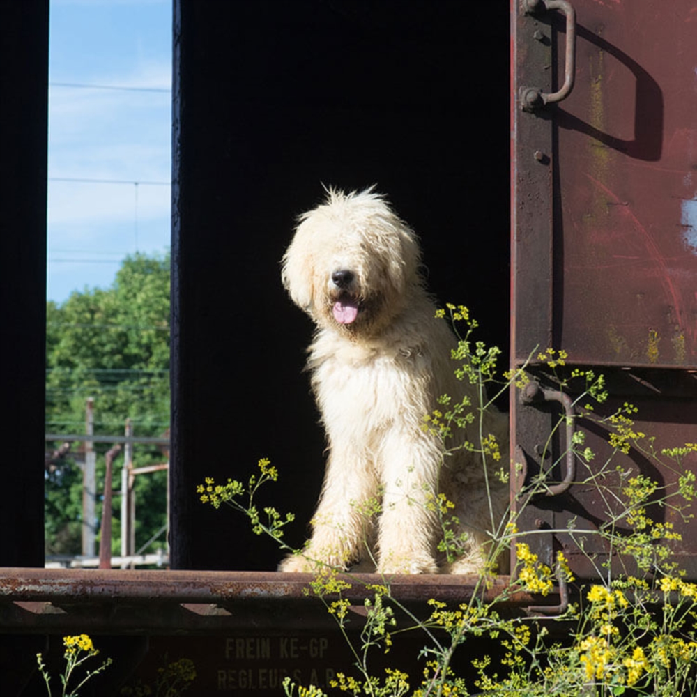 Einen Hund adoptieren