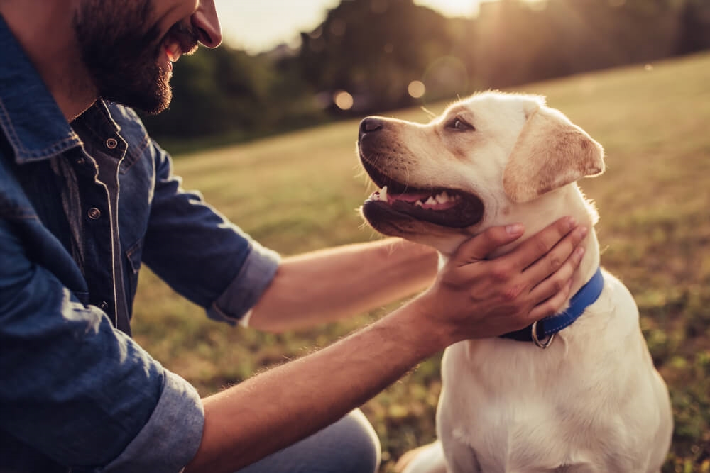 Déclaration de chiens