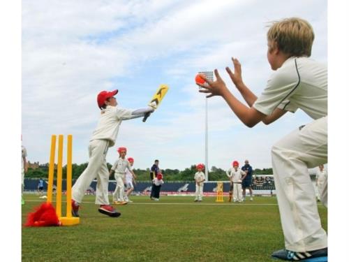 Cricket