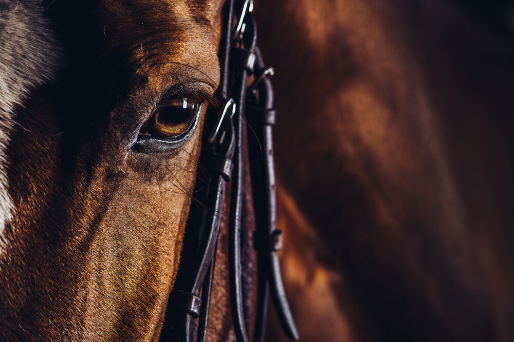 Vente de chevaux