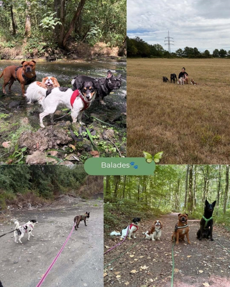 Cours collectifs et balades collectives pour chiens