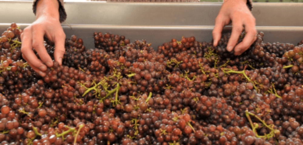 Qualité et terroir