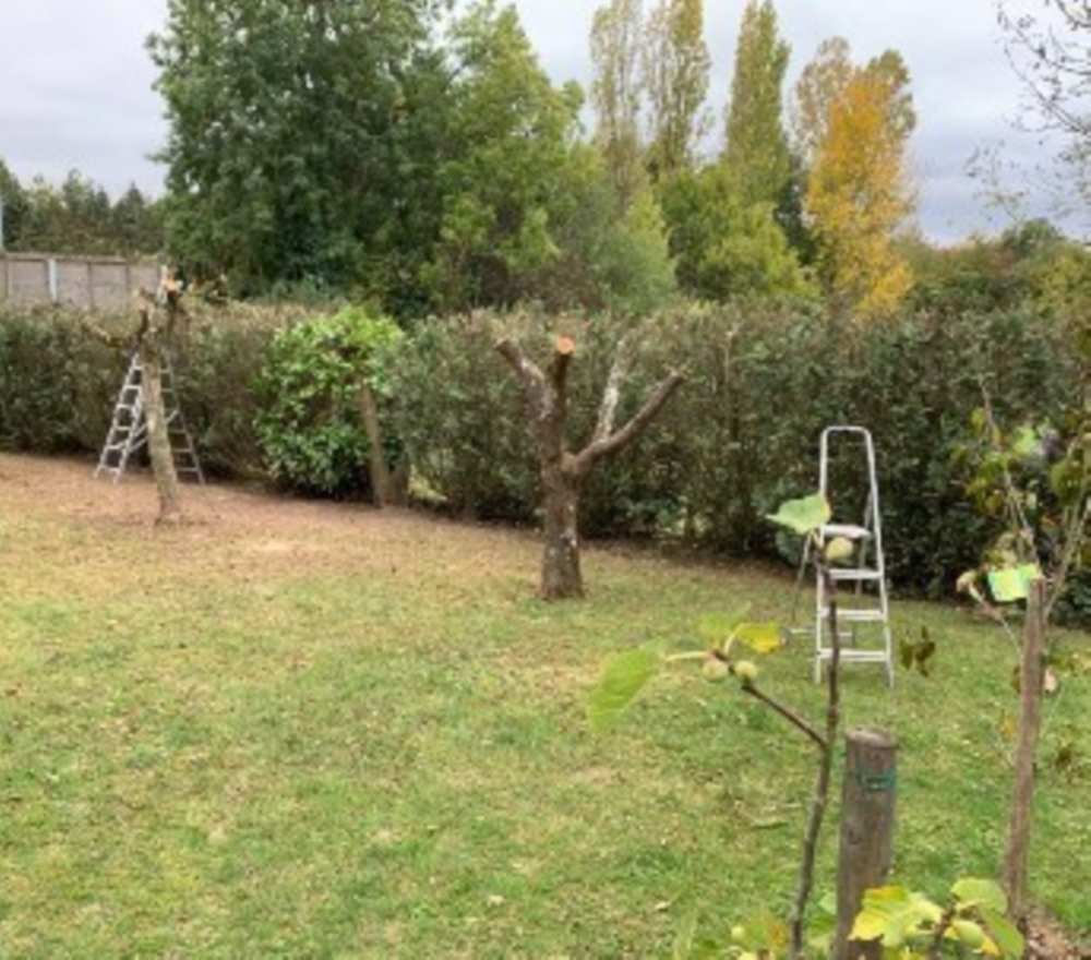 Grünpflege & Baumfällungen