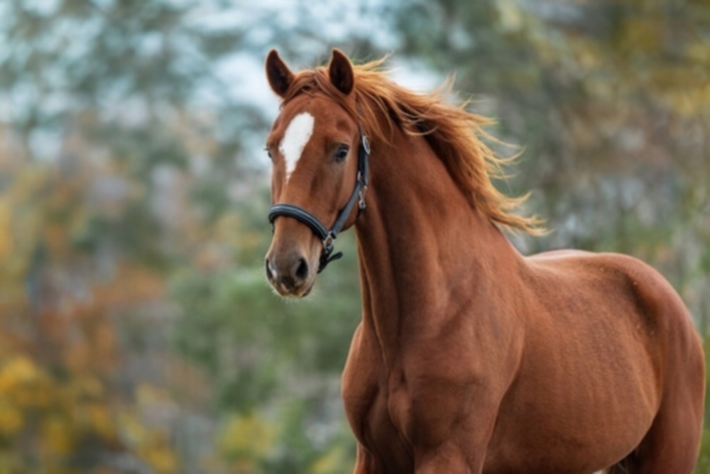 Adoption de chevaux 