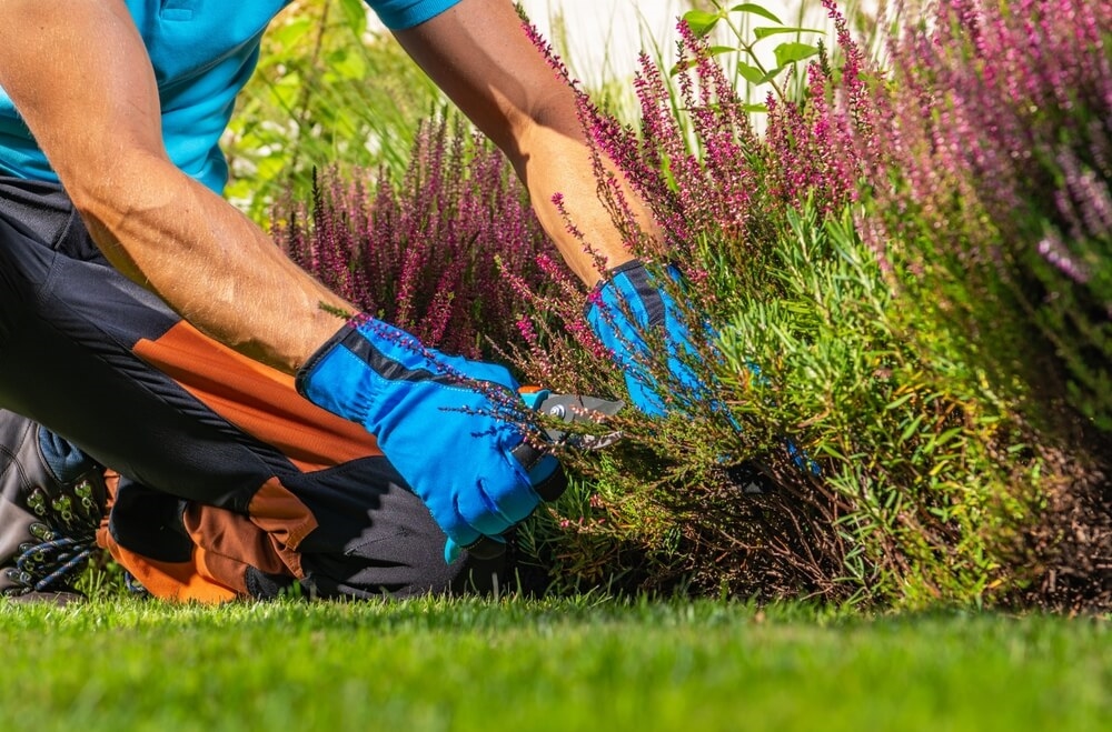 Entretien de jardin 