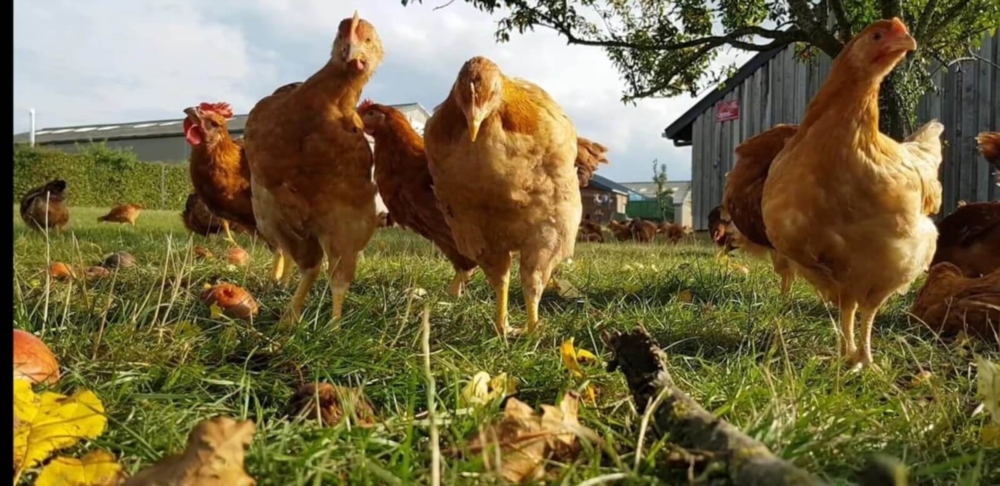 Elevage de poulets