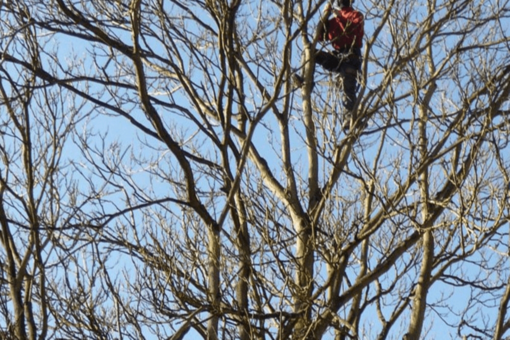 La taille des arbres 