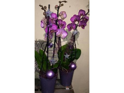 Orchideen