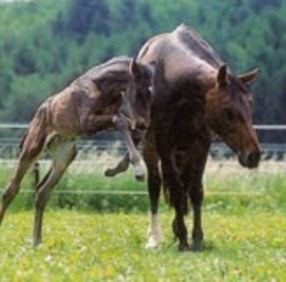 Ecurie d'élevage et de dressage