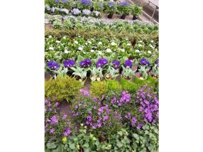 Plantes extérieures