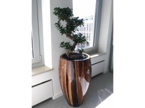 Plante
