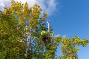 Élagage et abattage d’arbres