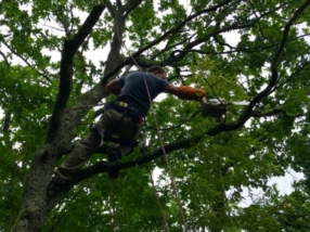 Abattage et Élagage d'arbres 