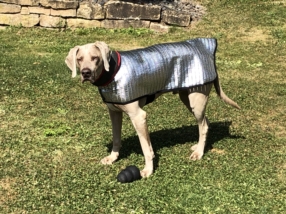 Kühlbandanas und Kühlwesten für Hunde