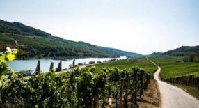Nos vignobles