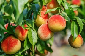 Rééquilibrage alimentaire