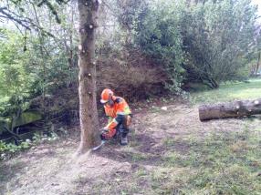 Abattage et élagage d'arbres