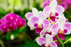 Orchidee
