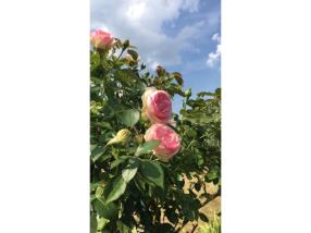 Rosier