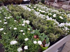 Plantes extérieures