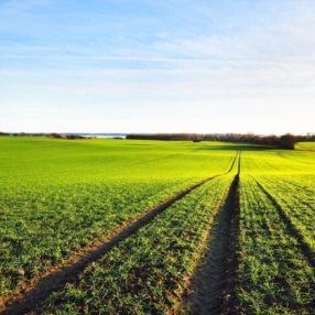 Coupe d'herbe 