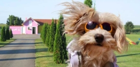 Un lieu de confiance pour le bien-être de votre animal