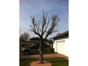 Elagage et tailles diverses