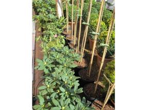 Création, aménagement de jardin