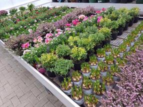 Plantes extérieures