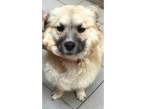 Pension pour un chien