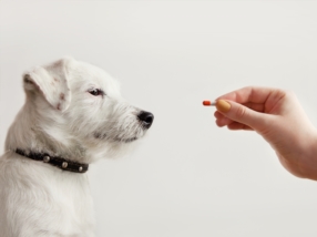 Pharmacie vétérinaire