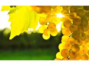 Domaine Louis Moreau Chablis