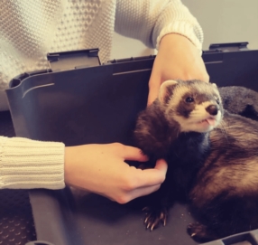 L'ostéopathie pour les NACs