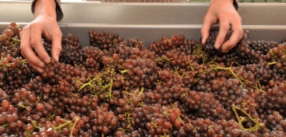 Qualité et terroir