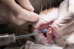 Dentisterie vétérinaire