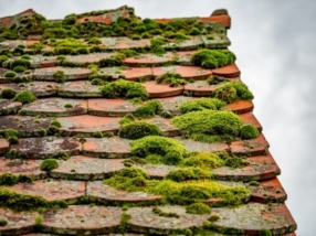 Nettoyage et démoussage toiture