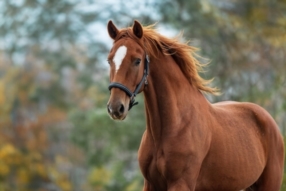 Adoption de chevaux 