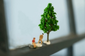 Les arbres du voisin