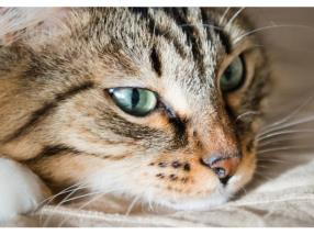 Animaux de compagnie