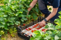 Artikel vonProActif SIS